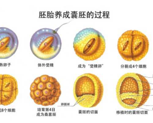 国内哪家供卵比较好,试管超长方案流程共五个步骤整个过程大概要花1-2月时间